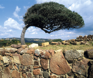 Sardinia tree