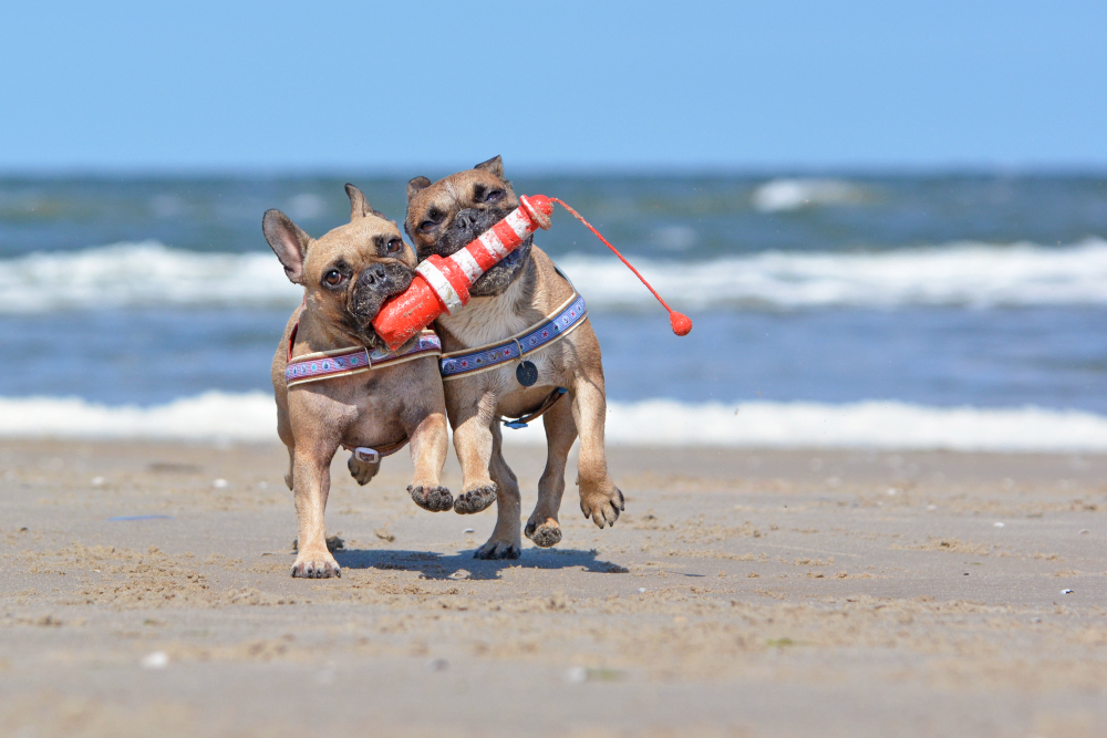 chiens jouant sur la plage