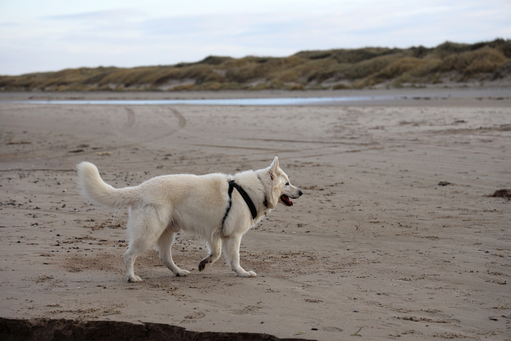 plage pour chiens blokhus strand