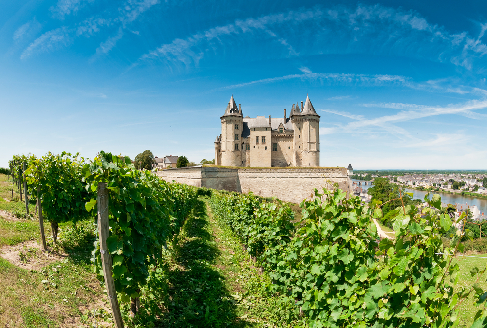 Vignes au Château de Saumur
