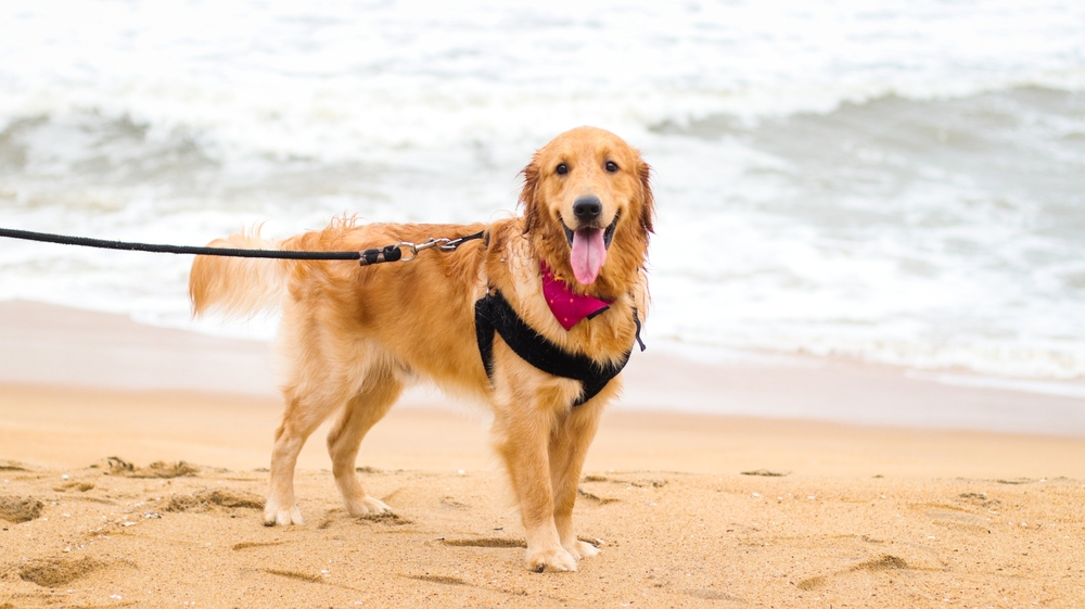 chien sur la plage