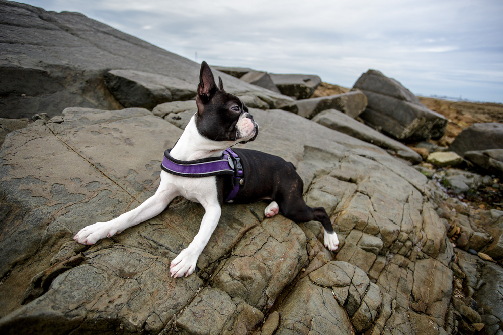 plage chien france: chien sur rocher