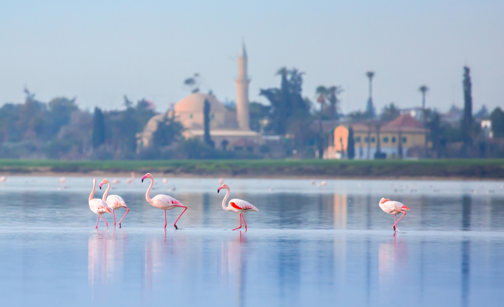 visiter chypre : flamants roses lac larnaca